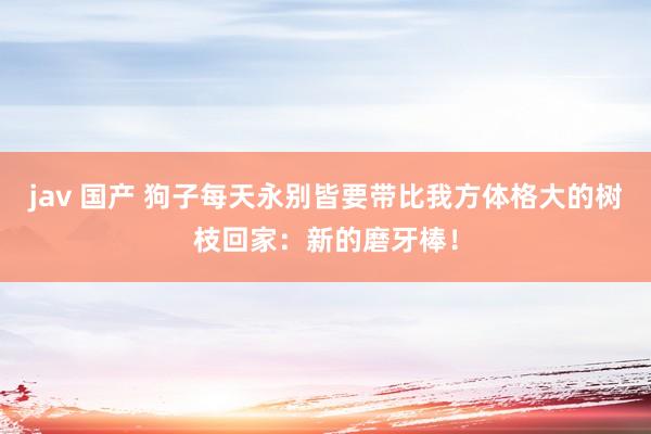 jav 国产 狗子每天永别皆要带比我方体格大的树枝回家：新的磨牙棒！